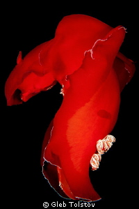 Dancing in the dark by Gleb Tolstov 